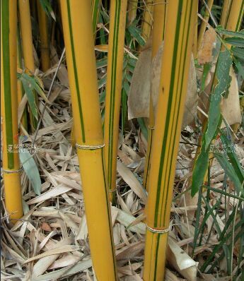  p>金竹(学名: i>phyllostachys sulphurea  /i> (carr.) a. et c.