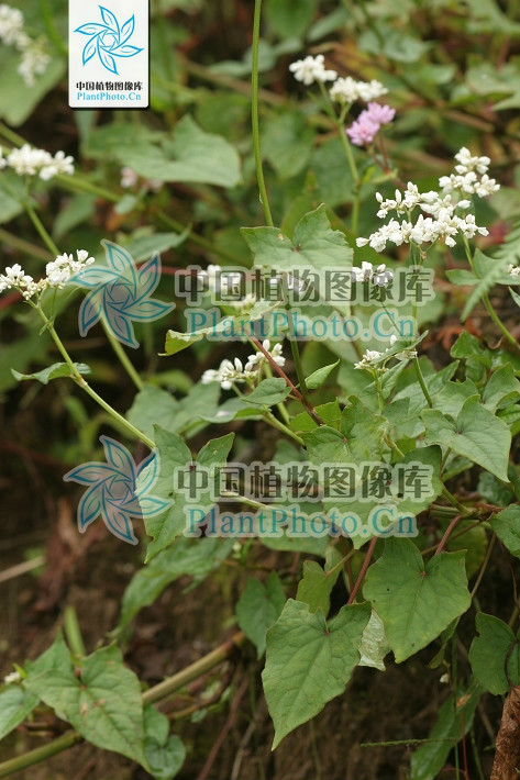  p> b>长柄野荞麦 /b>(学名: b> i>fagopyrum statice /i> /b>)为蓼科