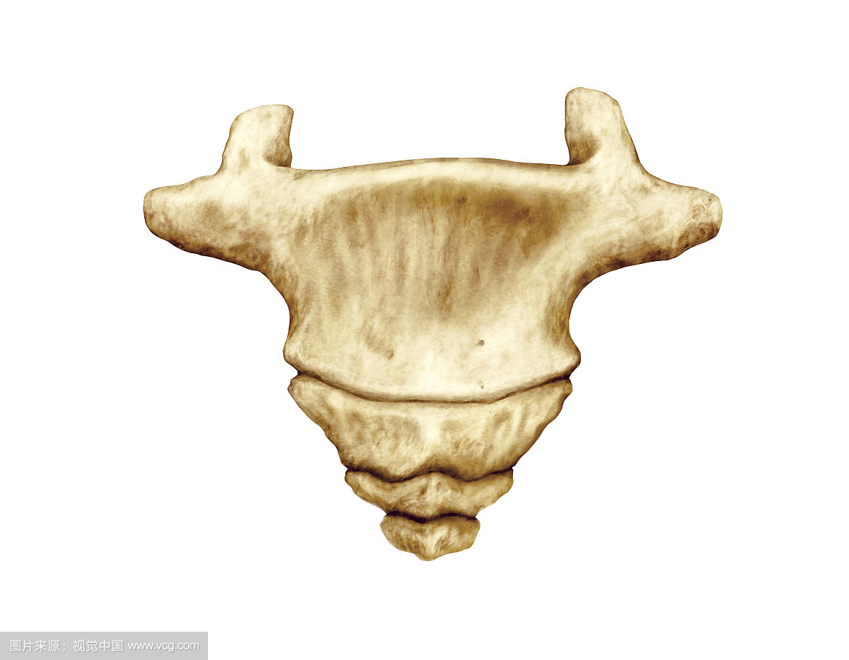 一般在30～40岁才融合完成,底向上伸的尾骨角是第1尾椎的上关节突,它