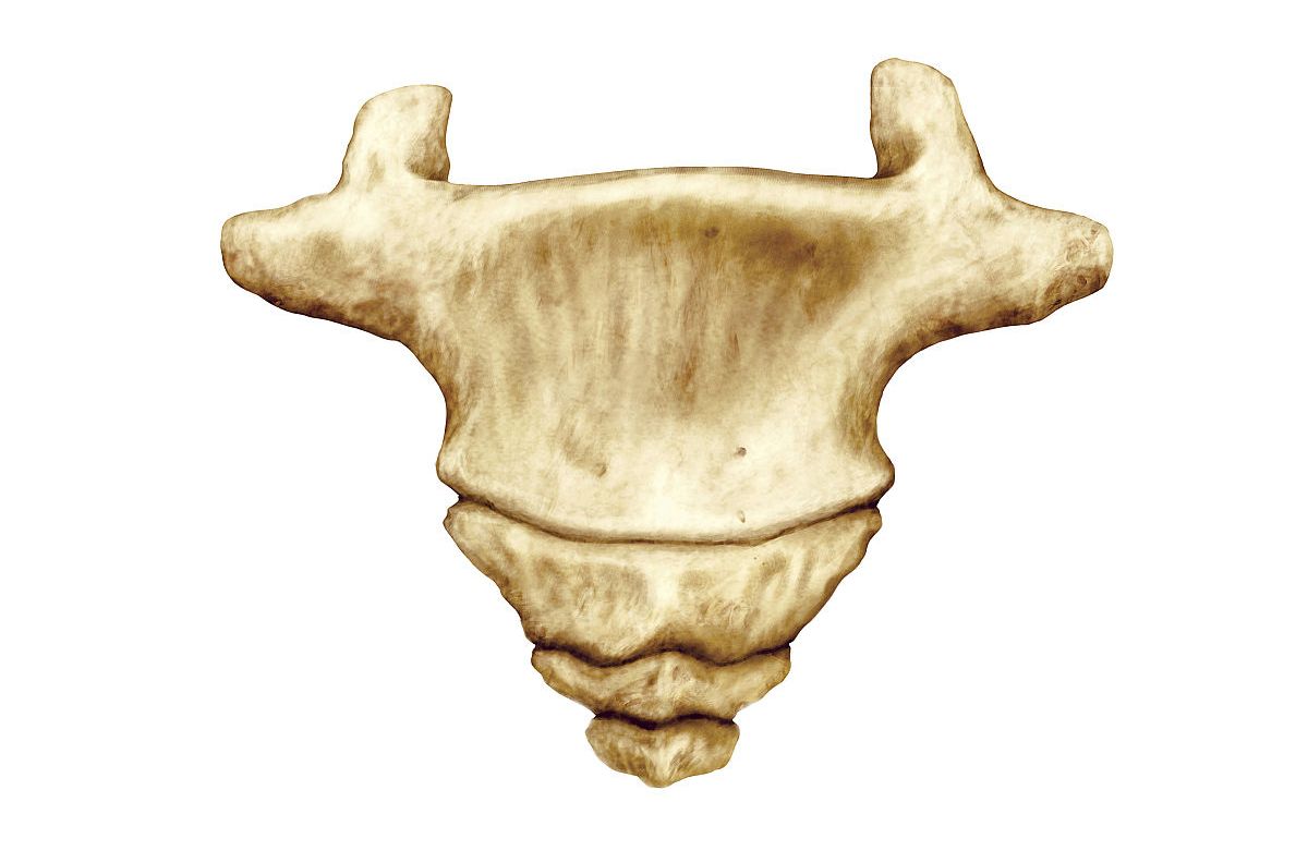  p>尾骨(coccyx)略呈三角形,由3～5节尾椎愈合而成,一般在30～40岁才