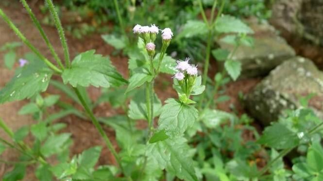  p>大臭草是属于 a href="#" data-lemmaid="15788649">禾本科臭草 /a