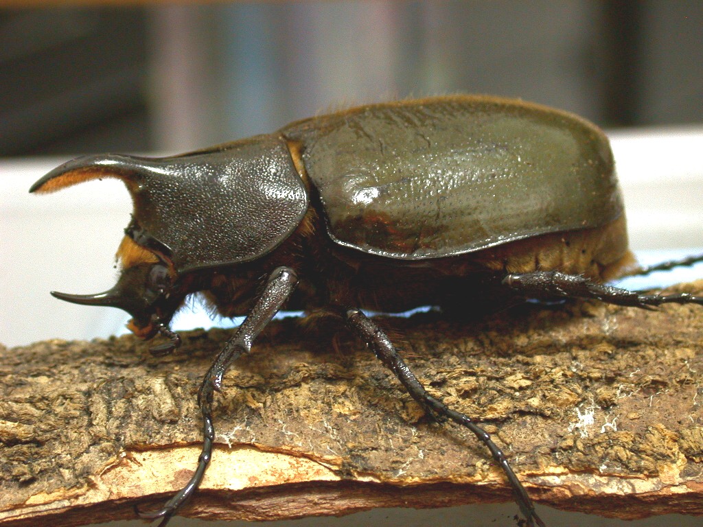  p>"兜虫",名字源于日本,日本人认为这类甲虫的头部很像武士的"兜