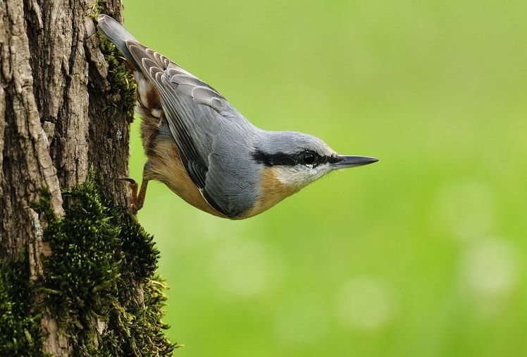 eurasian nuthatch