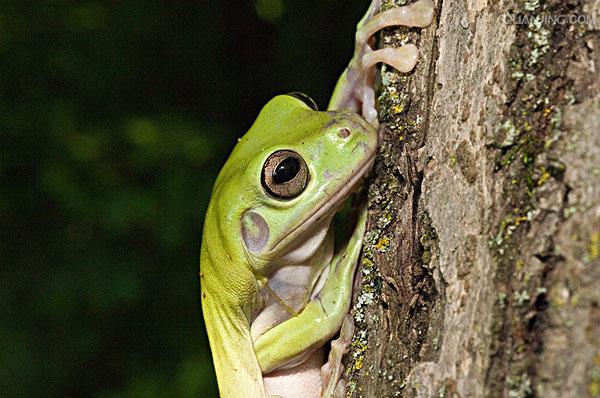  p>树蛙,无尾目树蛙科的1属,体多细长而扁,后肢长,吸盘大,指,趾间有