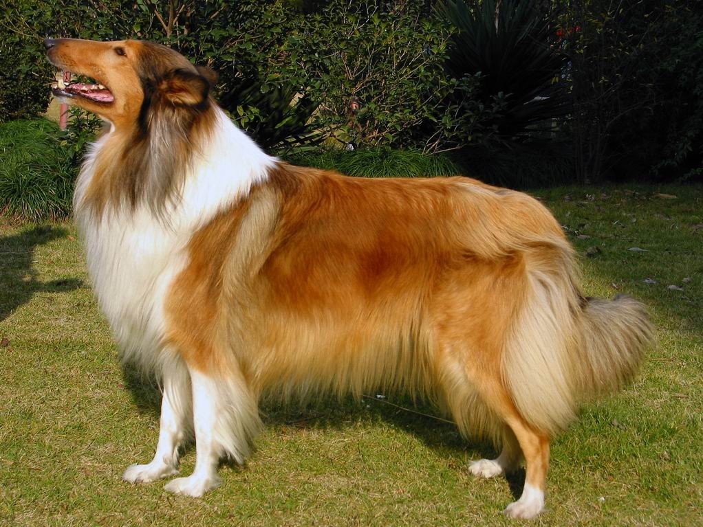 苏格兰牧羊犬