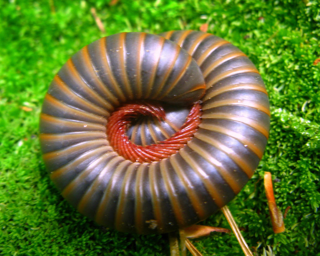 马陆(millipede)也叫<a target="