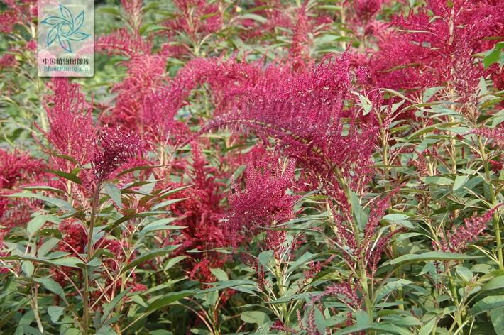  p>千穗谷( i>amaranthus hypochondriacus  /i>l.