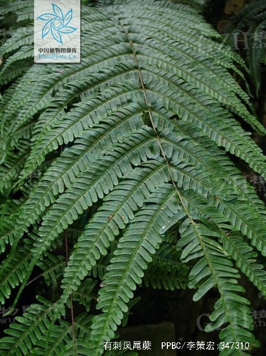 有刺凤尾蕨