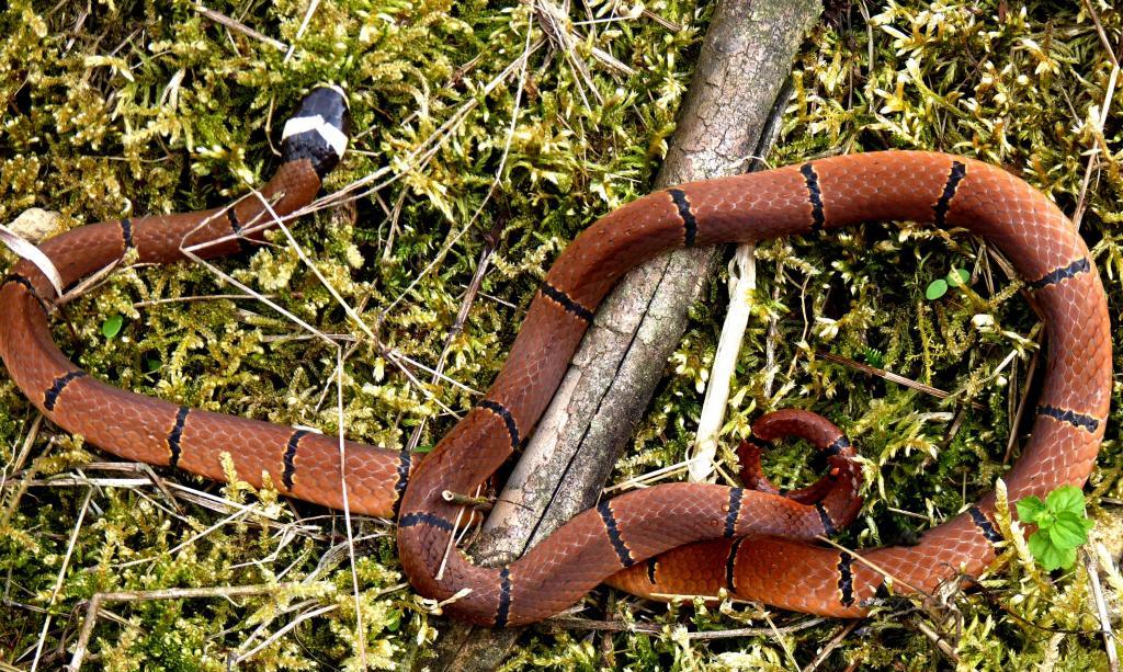  p>丽纹蛇(sinomicrurus)为眼镜蛇科丽纹蛇属的爬行动物,俗称为 a