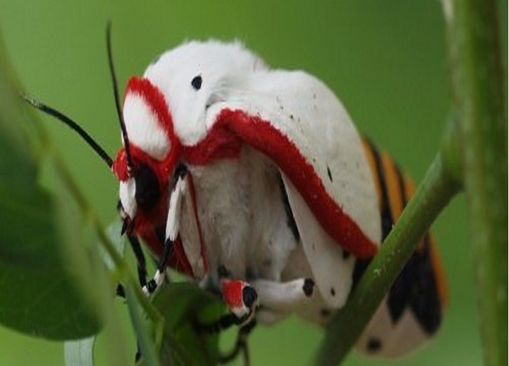  p>红缘灯蛾( i>aloa lactinea /i>&nbsp;cramer,1777)是灯蛾科