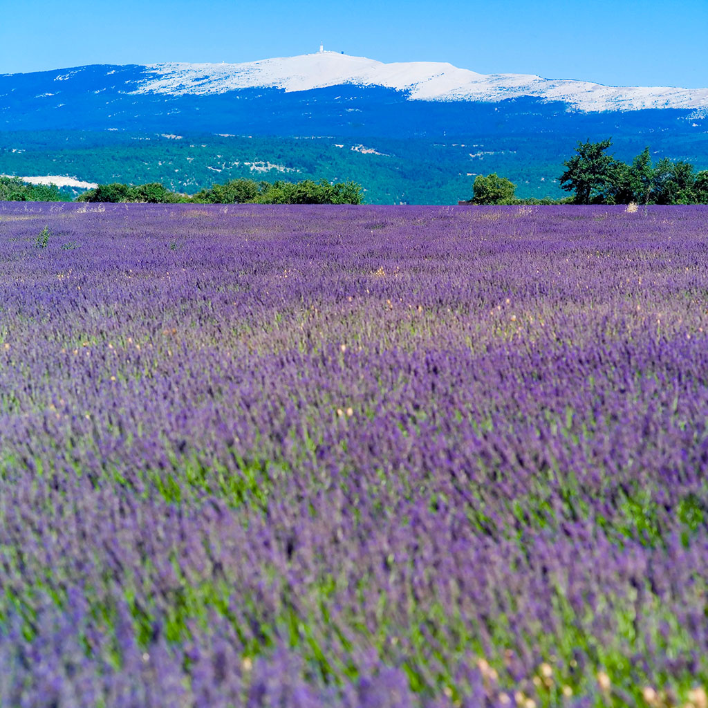 薰衣草普罗旺斯