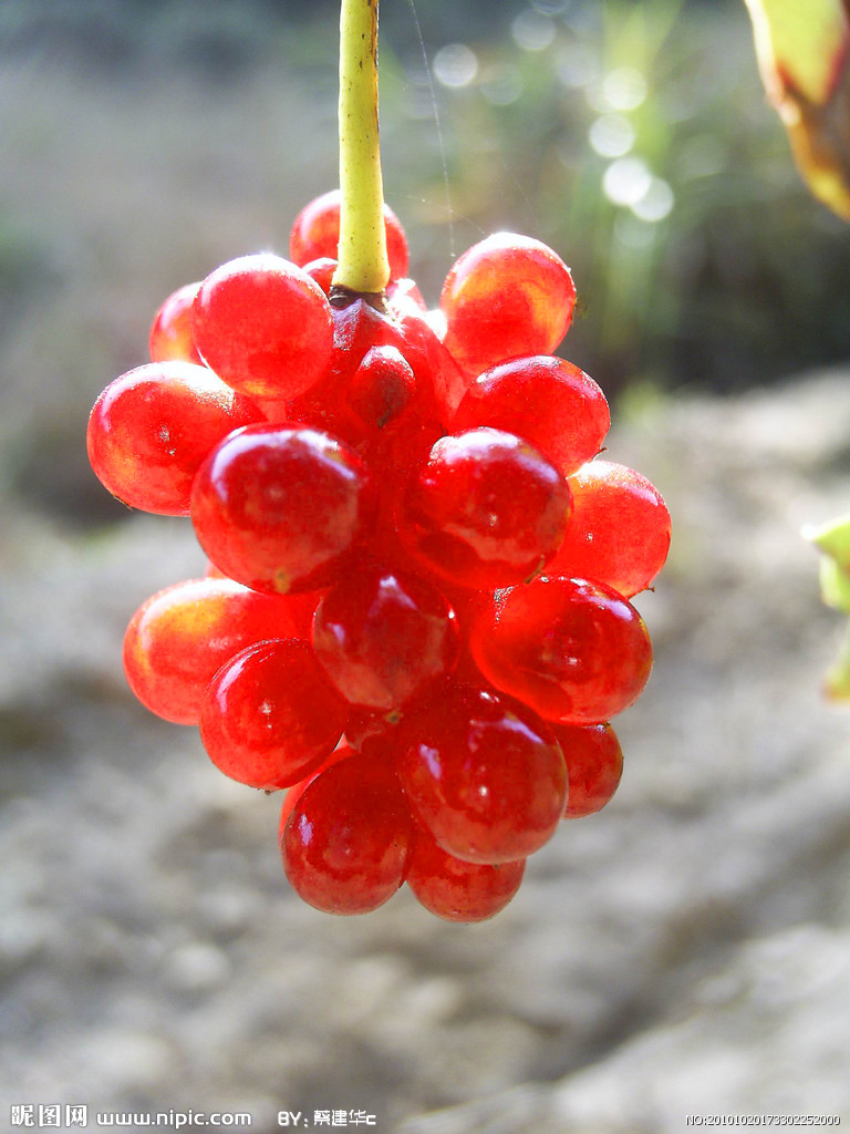 data-lemmaid="2110075">矿物质 /a>,各种蔬菜 a href="#">瓜果 /a>等