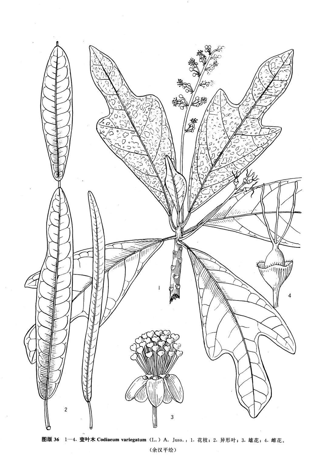  p>变叶木(学名: i>codiaeum variegatum  /i>(l.) a. juss.