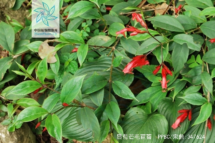 显苞芒毛苣苔