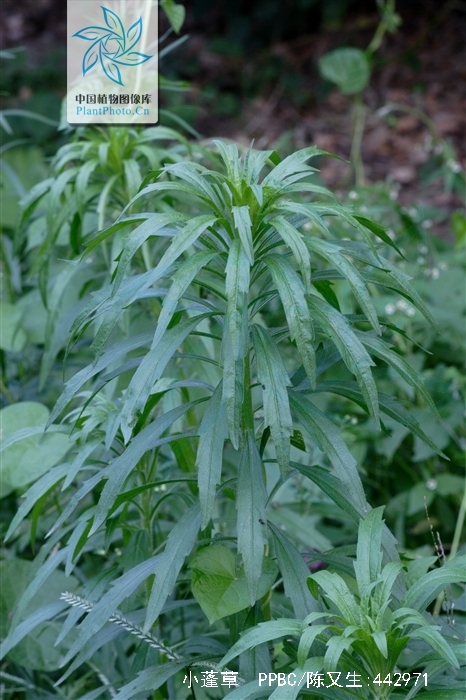 是菊科飞蓬属一年生草本植物.