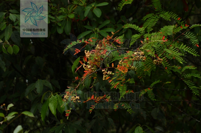  p>川滇花楸(学名:sorbus vilmorinii c. k. schneid.