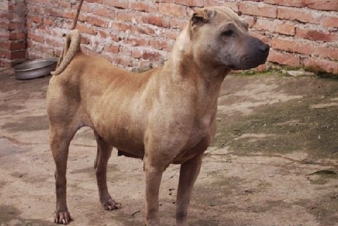 中国沙皮犬
