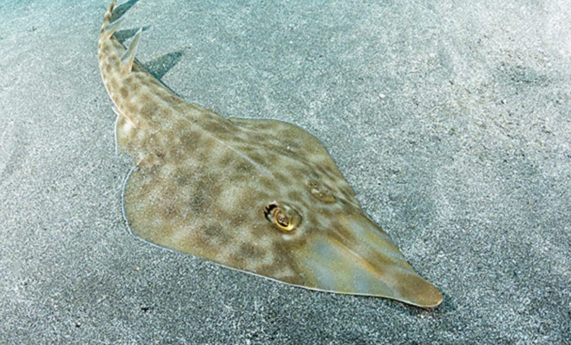  p>许氏犁头鳐(学名: i>rhinobatos schlegeli /i>)是犁头鳐科,犁头鳐