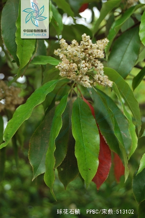  p>球花石楠(学名: i>photinia glomerata  /i>rehd. et wils.