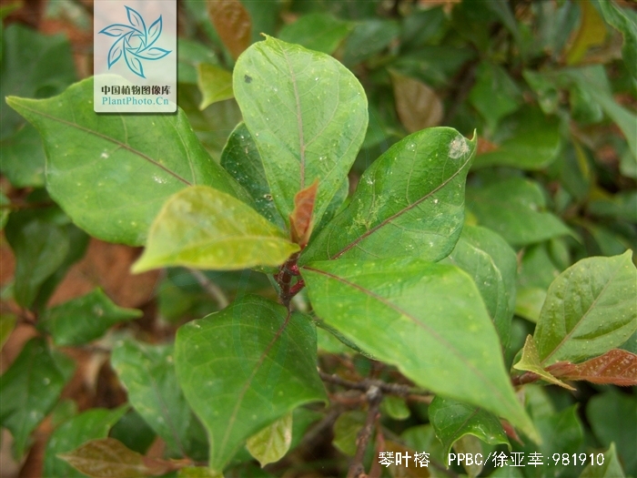  p data-id="txtlffkmleos">琴叶榕( i>ficus pandurata /i> hance)是