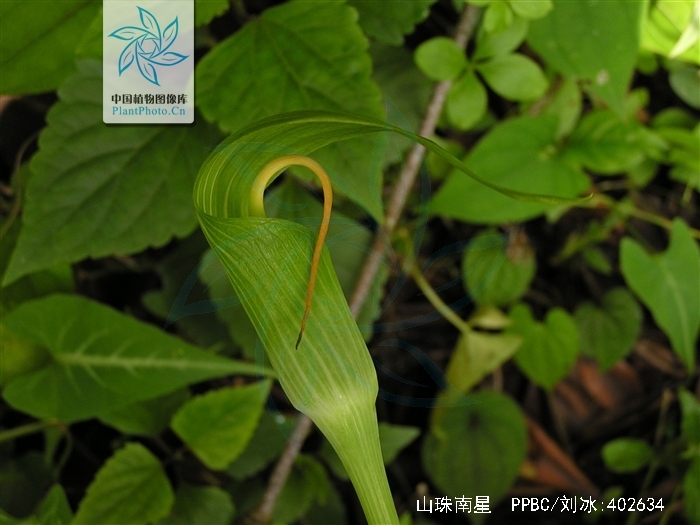  p>山珠南星,是 a href="#" data-lemmaid="6721720">天南星科 /a>