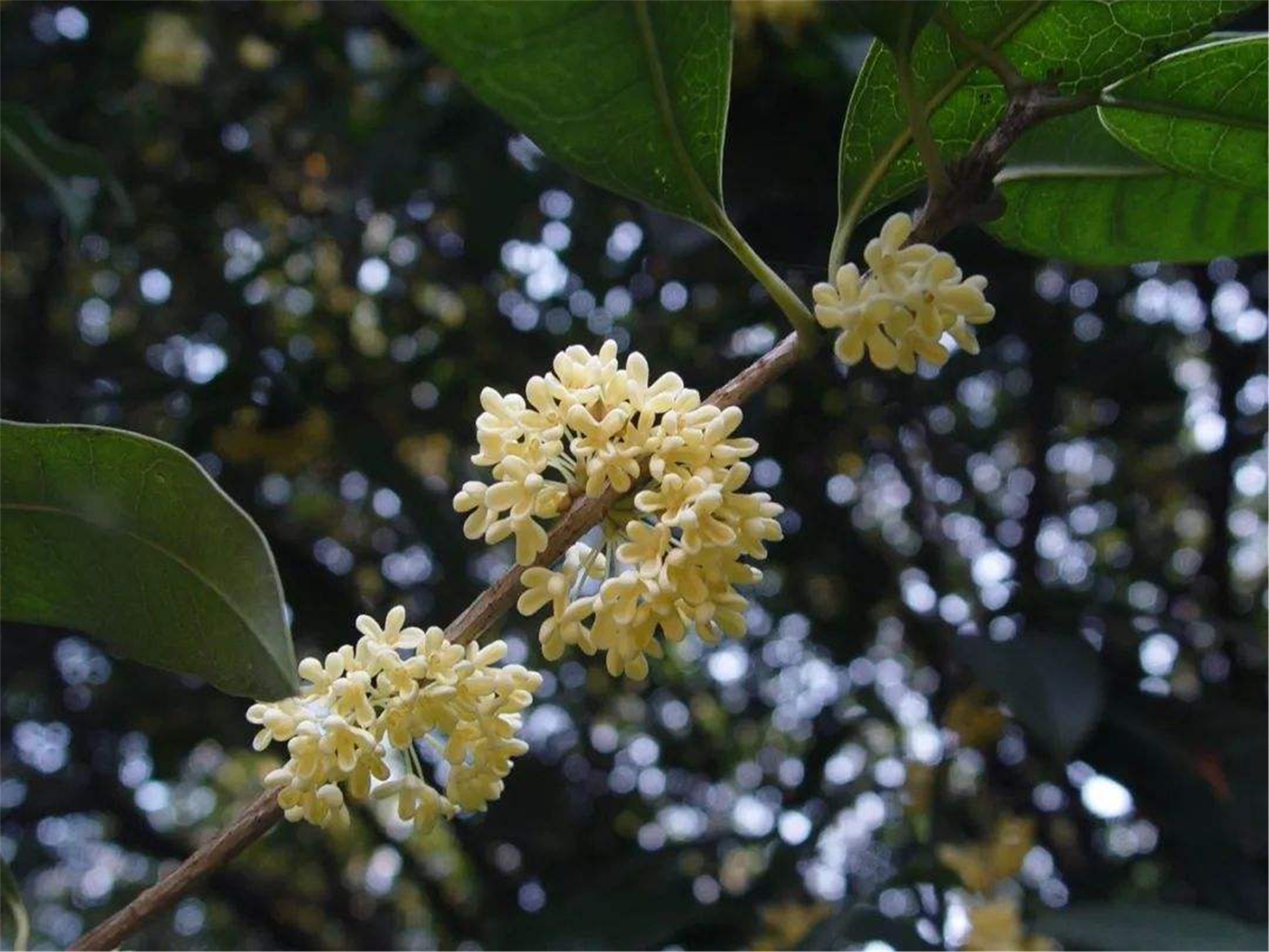  p>早银桂(学名: i>osmanthus fragrans /i> 'zao yingui&amp