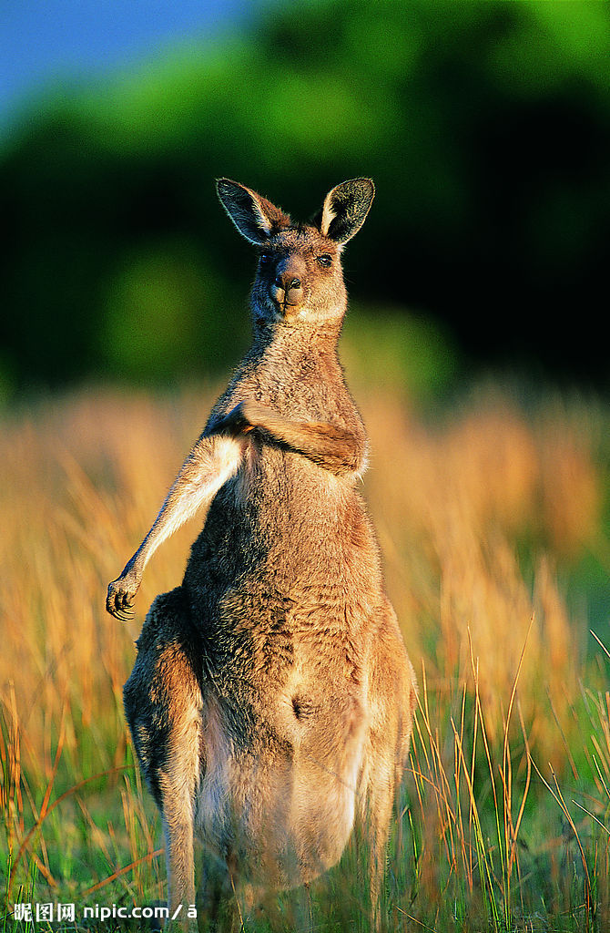  p>荒漠袋鼠(caloprymnus campestris),又名沙漠大袋鼠,是已 a target
