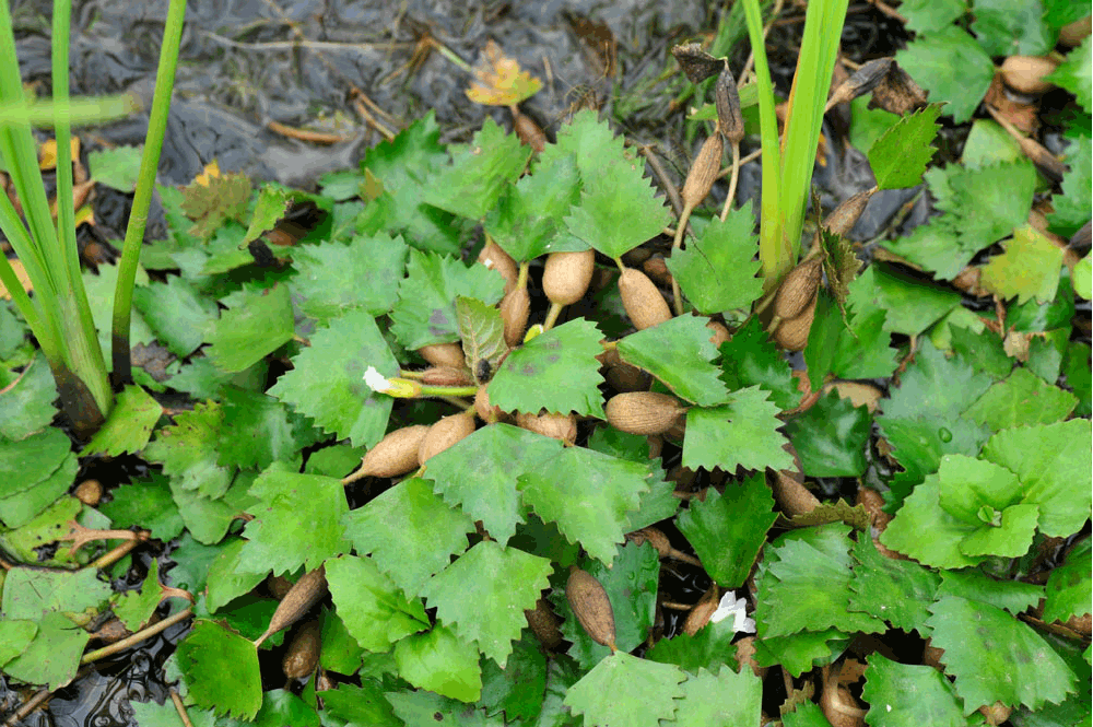 trapa japonica flerow