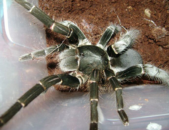 海格力斯巨人巴布