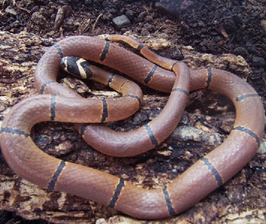  p data-id="gnauyv0c8z">福建华珊瑚蛇(学名: i>sinomicrurus