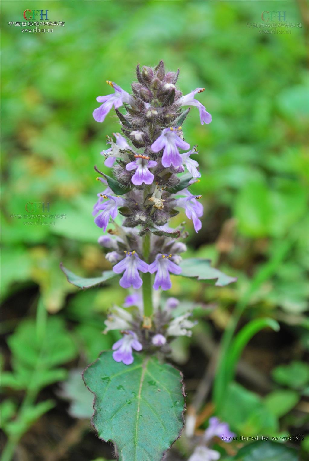 也叫散血草,春季采挖,晒干或鲜用