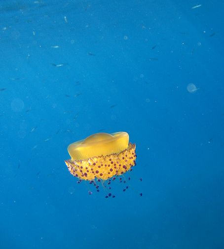 蛋黄水母
