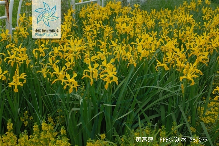 是鸢尾科鸢尾属植物,是多年生湿生或挺水宿根草本植物,植株高大,妇ゥ