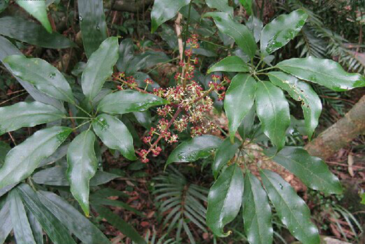 lwrdz">白花鹅掌柴, a target="_blank" href="/item/中药/295975"