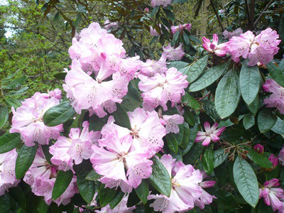  p>皱叶杜鹃(学名: i>rhododendron denudatum /i> levl.