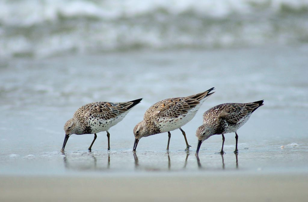  p>大滨鹬(学名: i>calidris tenuirostris /i>)是鹬科滨鹬属鸟类.
