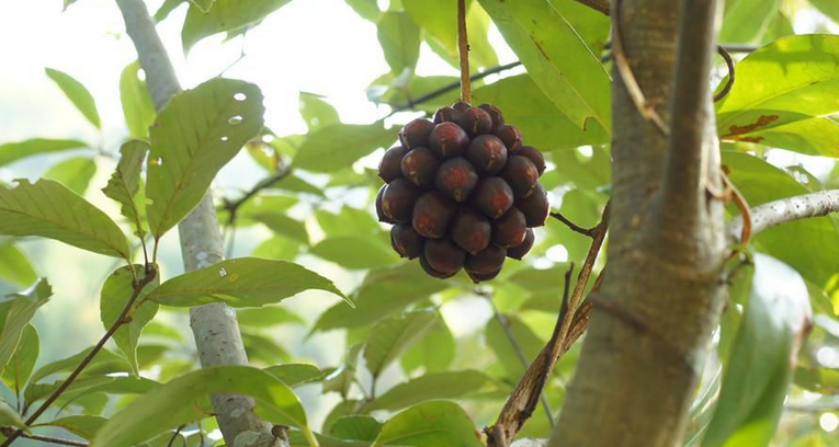  p>南五味子属(学名:kadsura kaempf. ex juss.