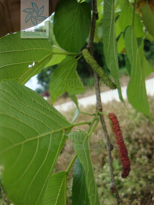  p>长穗桑是 a target="_blank" href="/item/荨麻目">荨麻目 /a>,桑