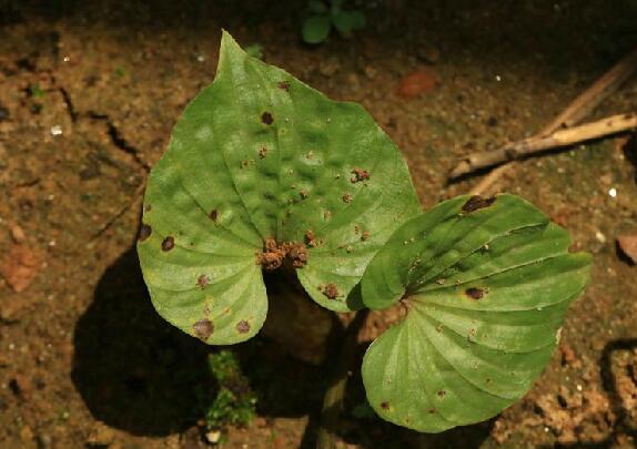  p>毛唇芋兰(学名: i>nervilia fordii /i> (hance) schltr.