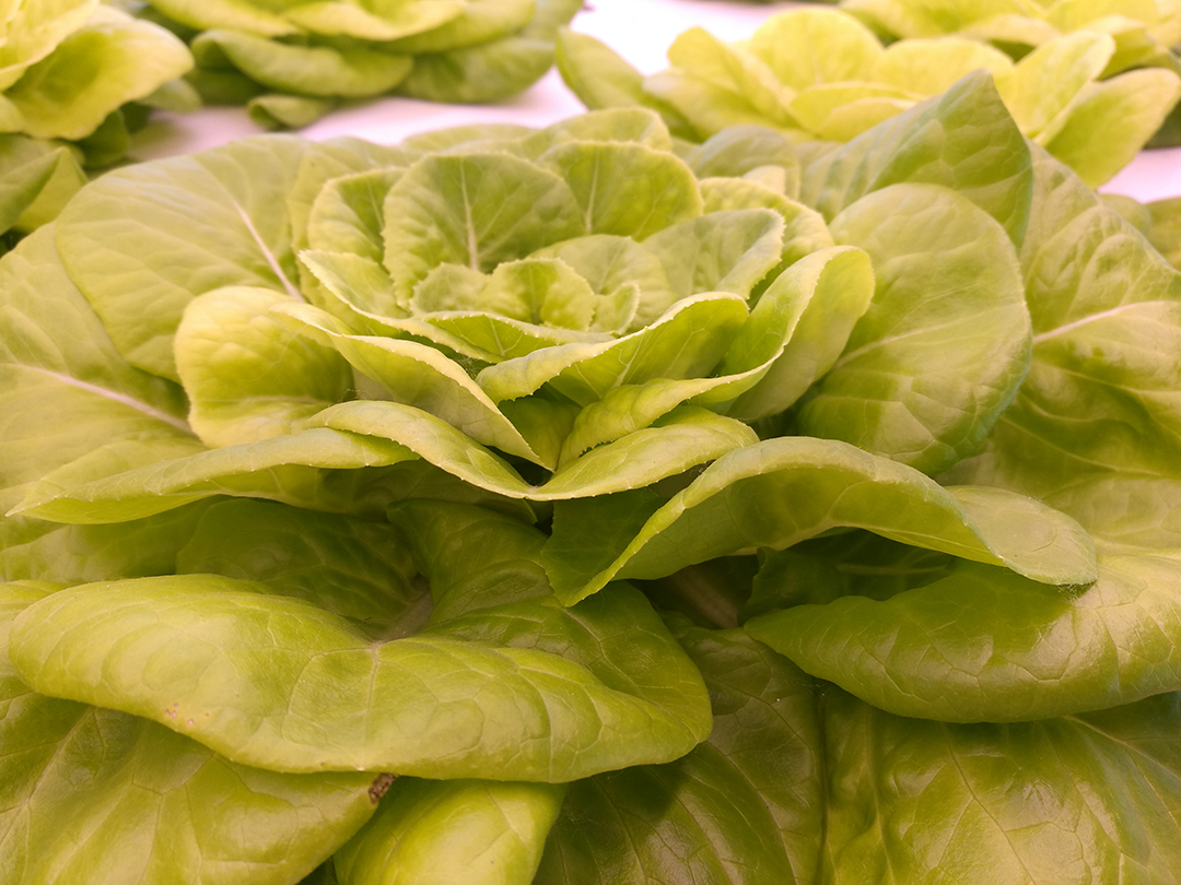  p data-id="gnwls8qdv4">奶油生菜是莴苣的一个变种,味甘甜微苦,颜色