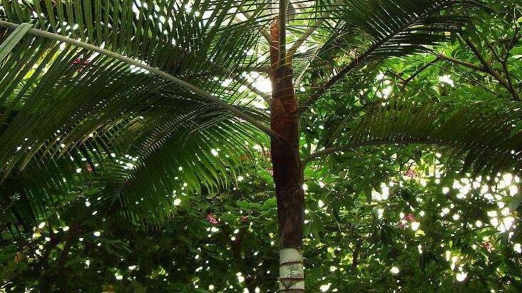  p>北美香柏(学名: i>thuja occidentalis /i> linn.