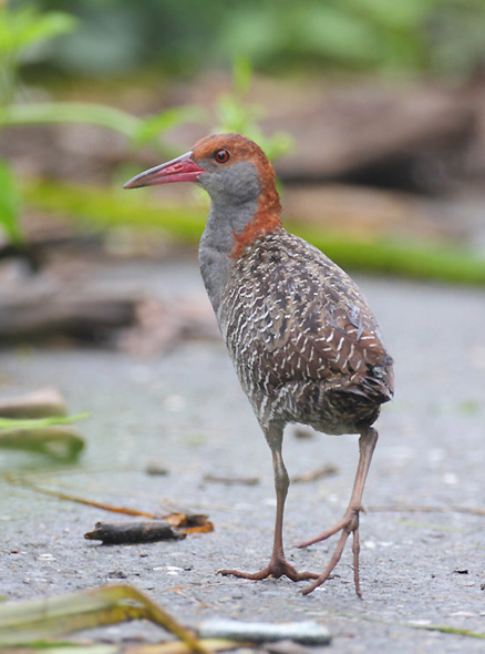  p>蓝胸秧鸡(学名: i>gallirallus striatus /i>),是 a href="#" data