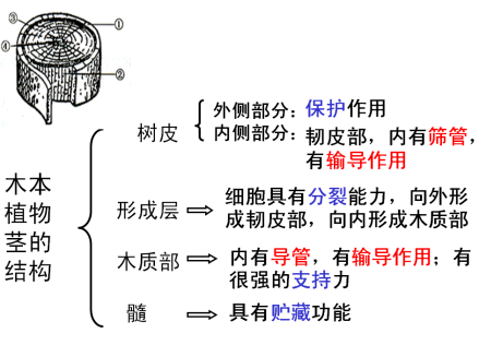 植物导管_百度百科