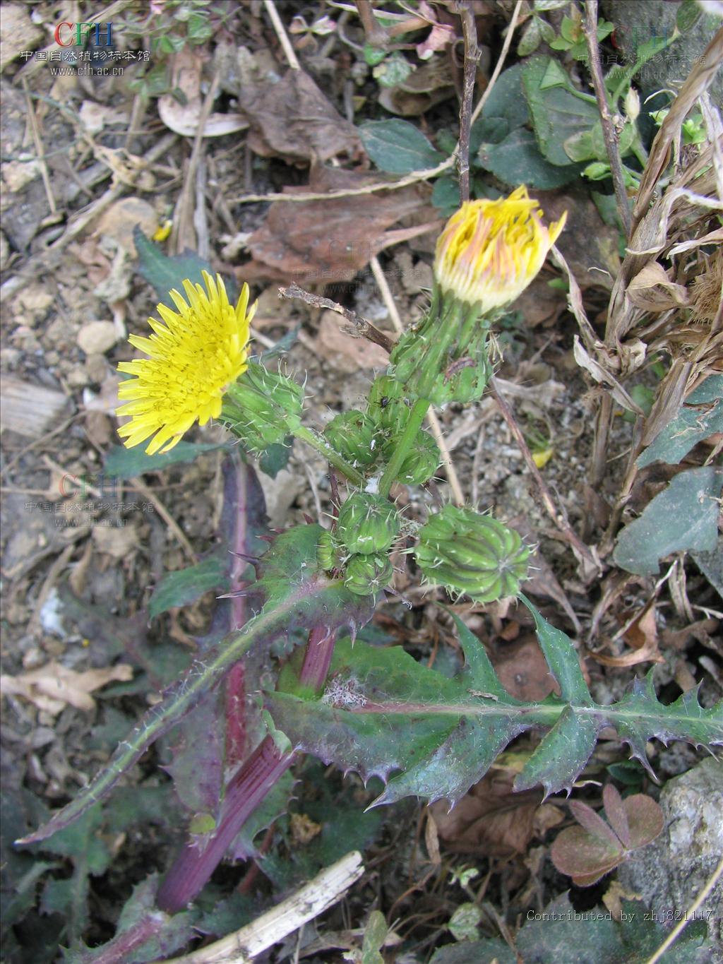  /i>):又名苦菜,苦荬菜,小鹅菜,为菊科1年生 a target="_blank" href=