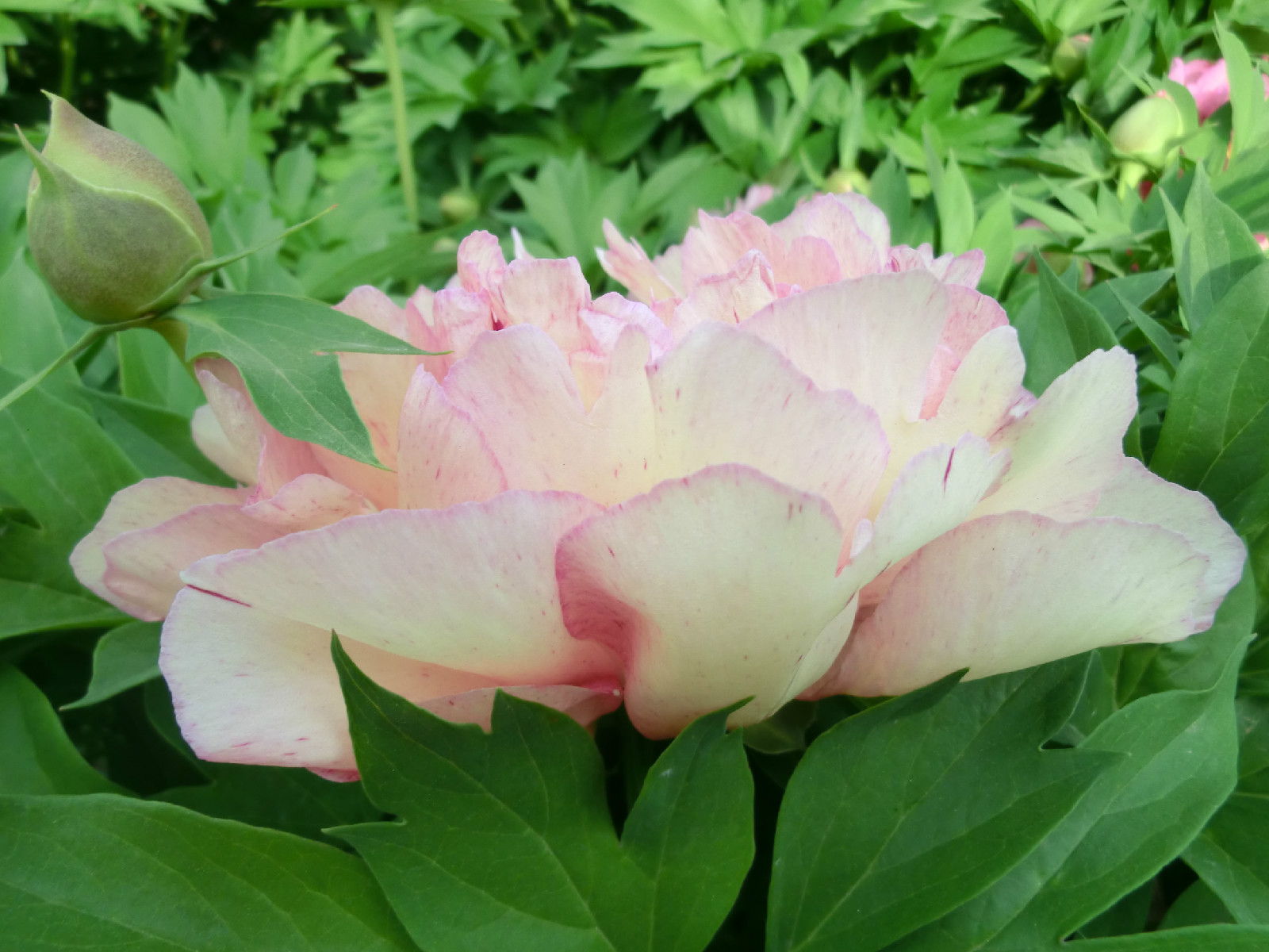 1948 年日本的伊藤利用日本芍药品种花相殿( i>p.