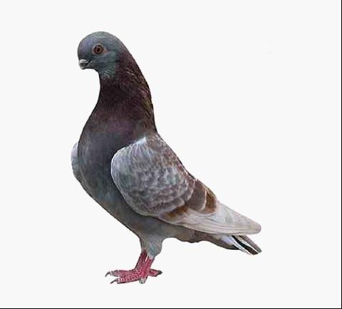 紫斑鸽