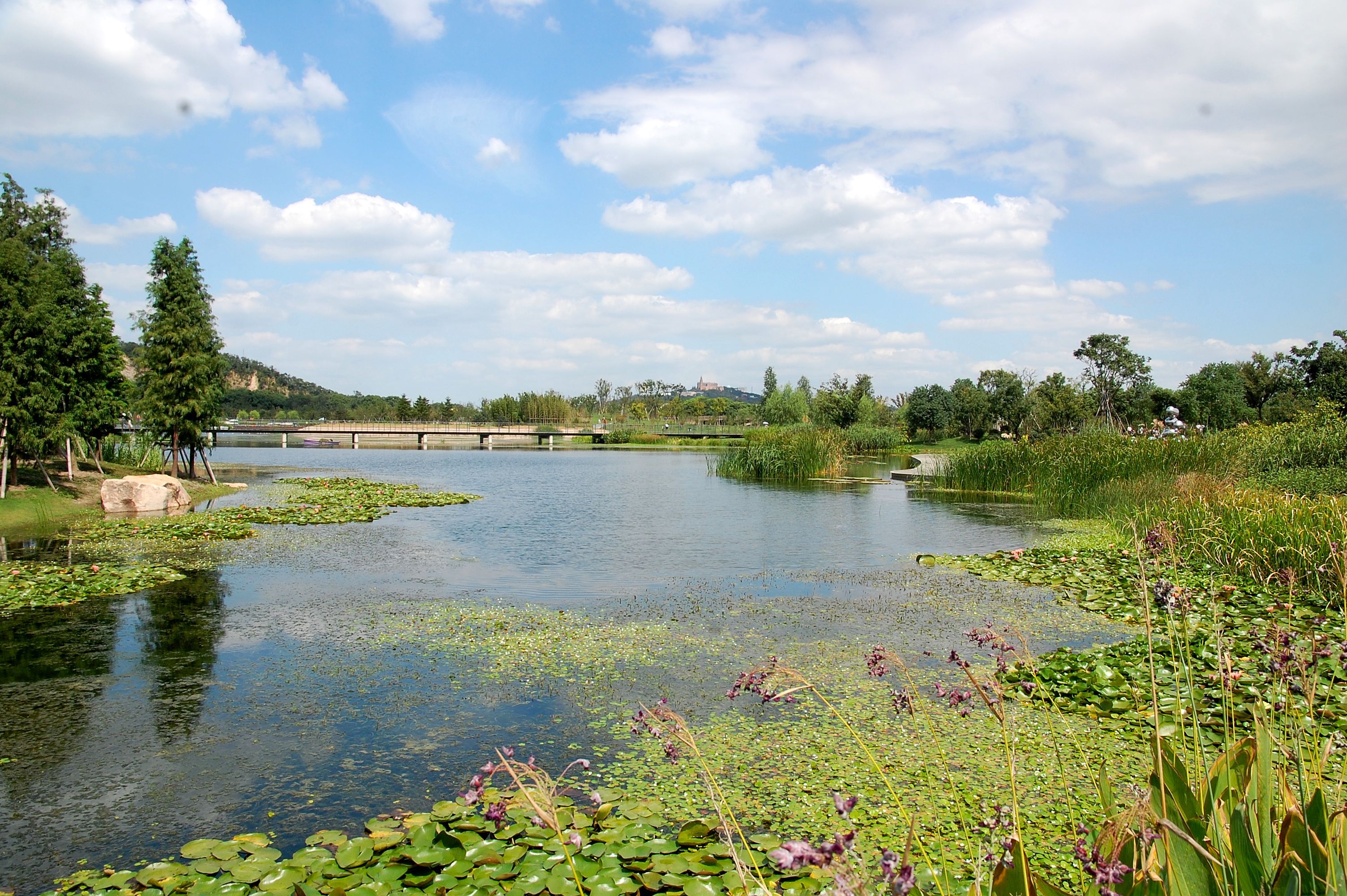  p>能在水中生长的植物,统称为水生植物.