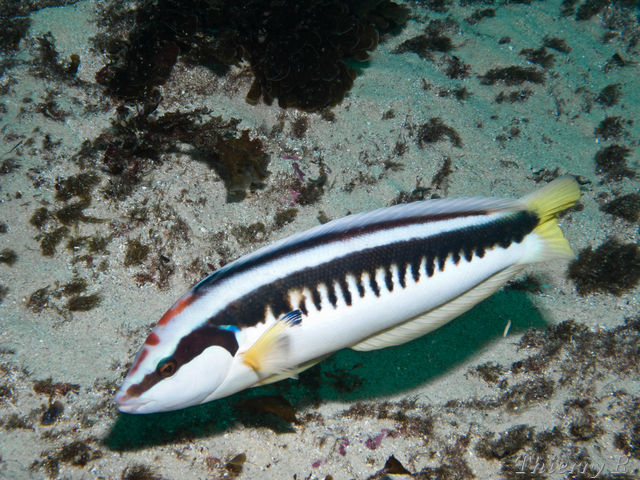 >拉丁学名:coris picta /p> p>根据拉丁名翻译为:斑盔鱼 /p> p>英文名