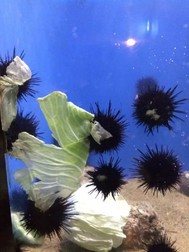 除了炒饭寿司蒸蛋，海胆居然还能..._百科TA说