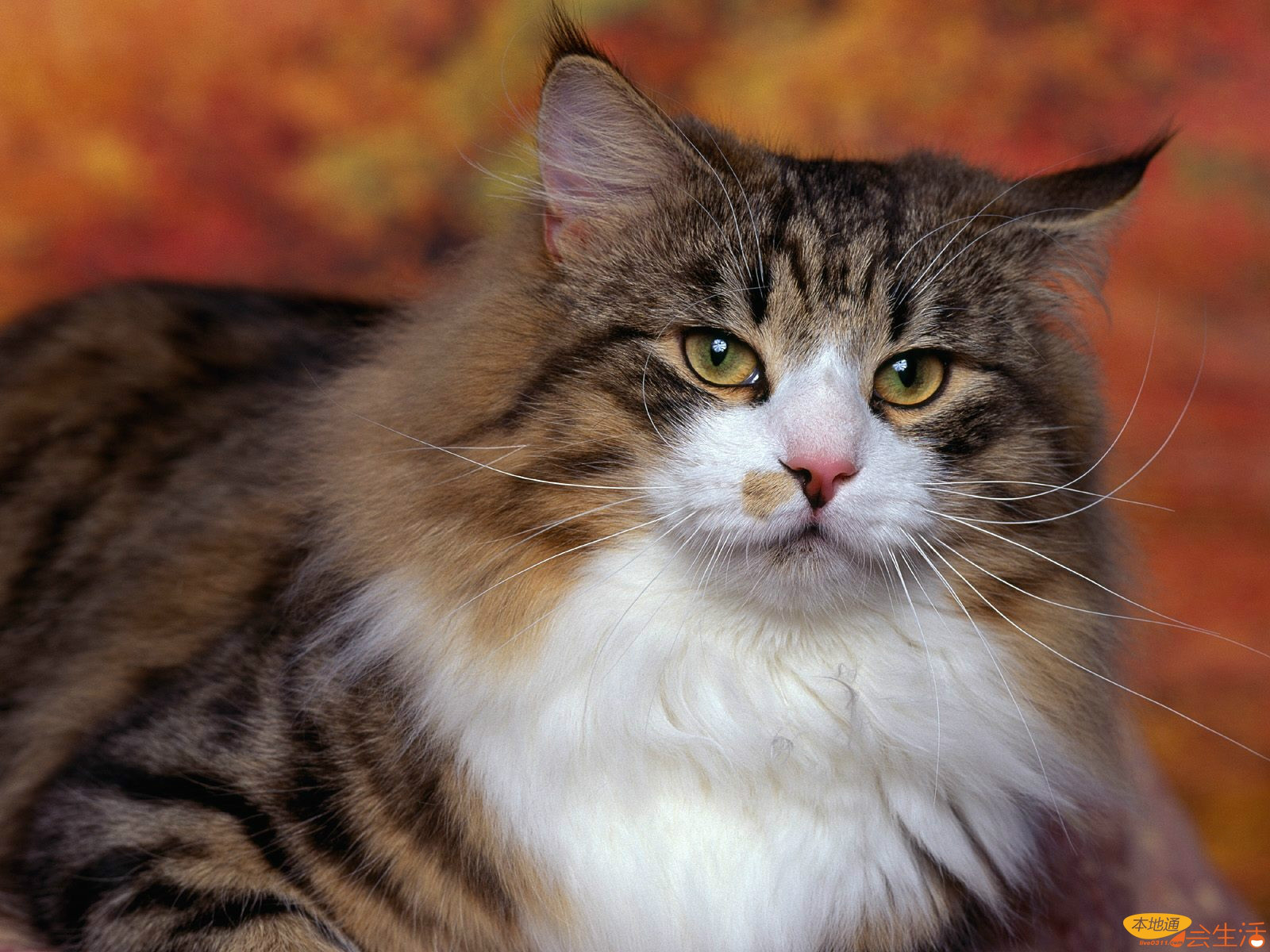  p>挪威森林猫(norwegian forest cat),以白话直译的说法,就是在挪威